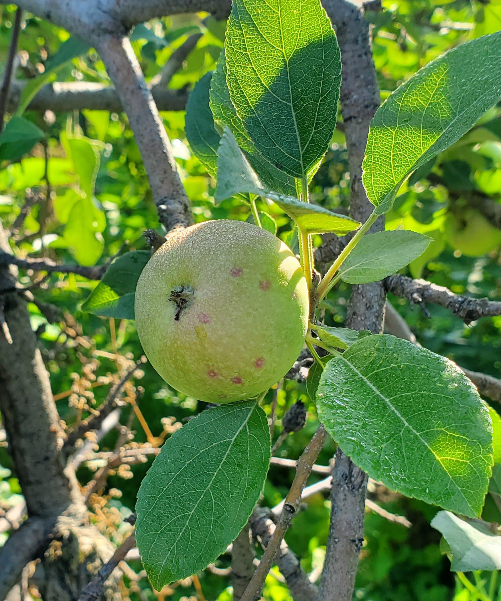 San Jose scale on an apple